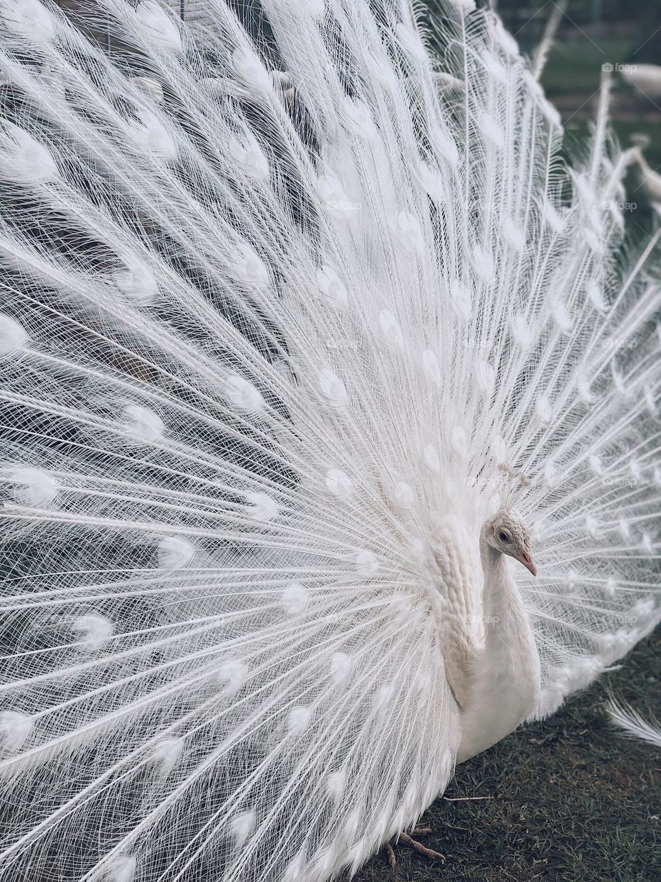 A white peacock with an open tail
