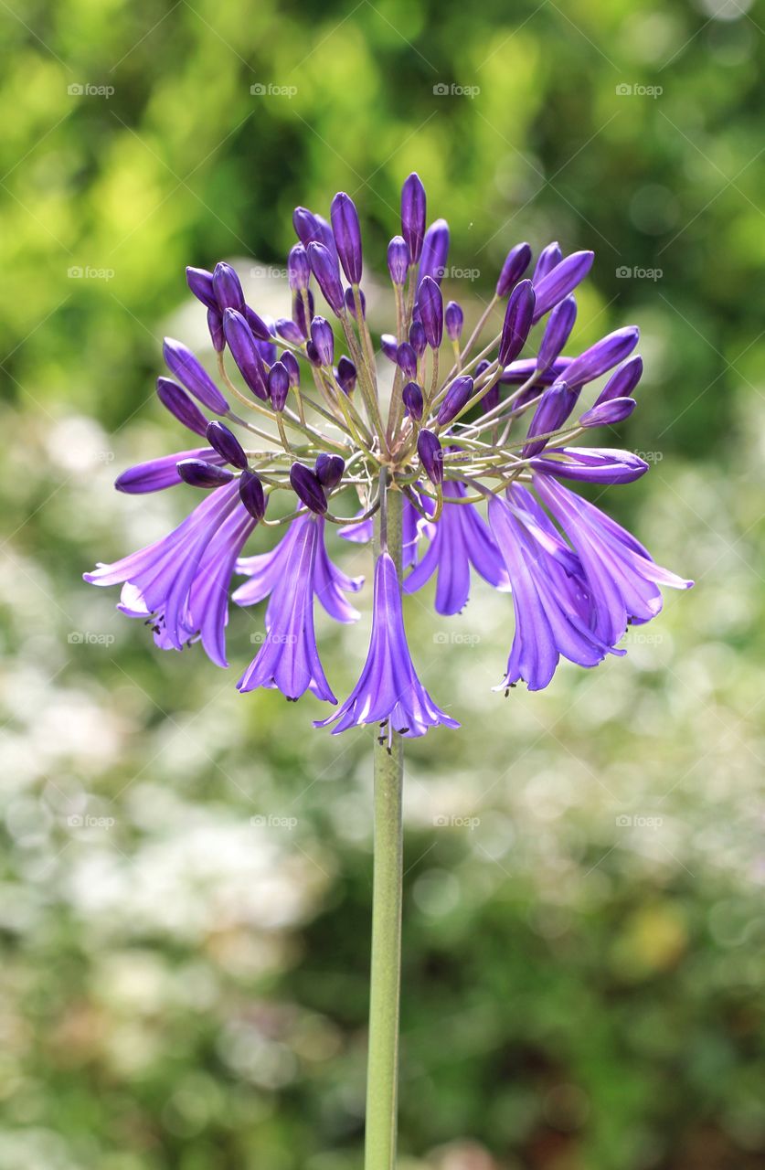 A purple Agapanthus flower.