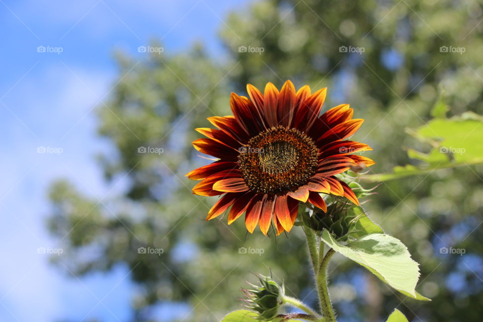 sunflower glory