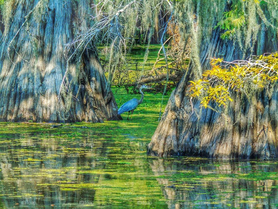 Heron in swamp 