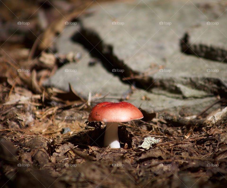 Red-capped Mushroom