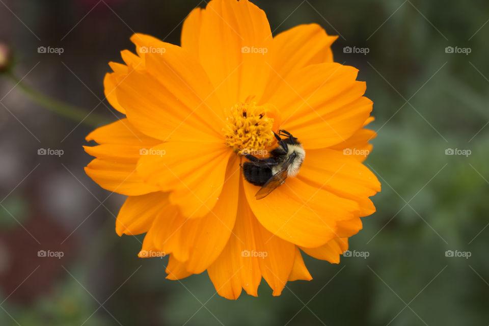 Bee feeding from an orange Cosmo