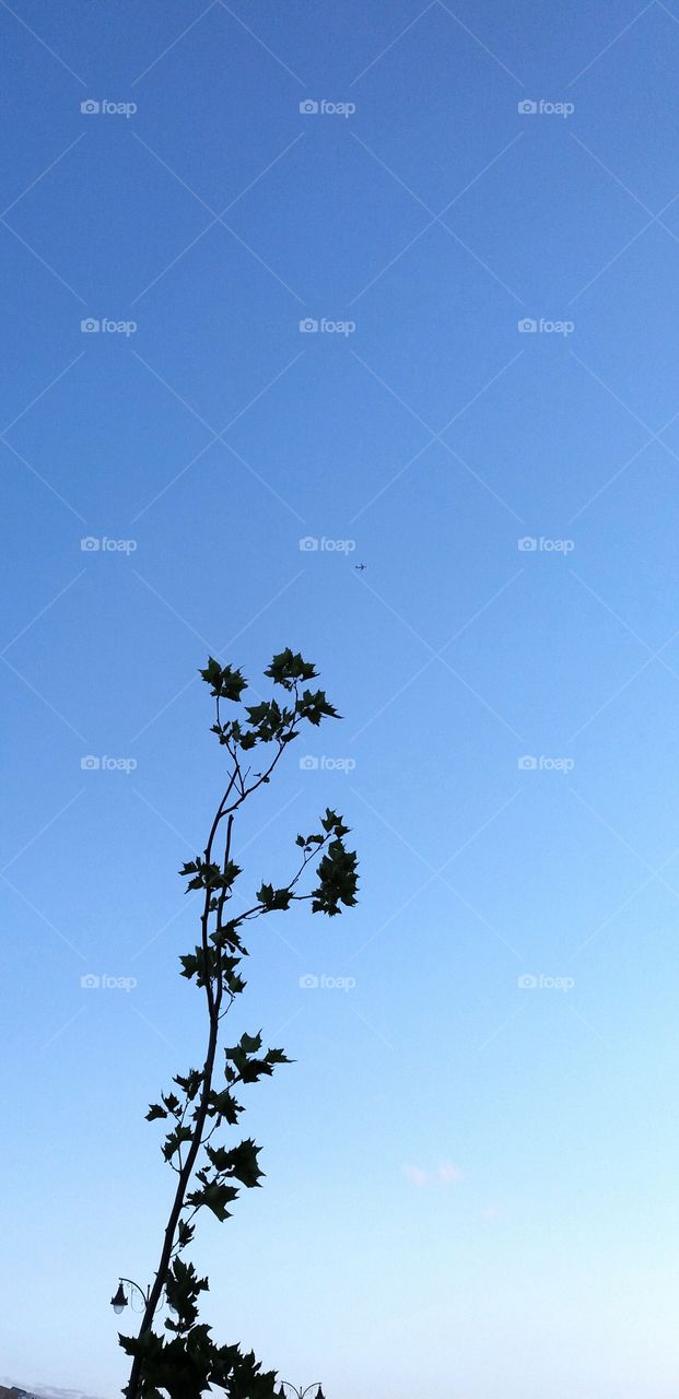 A small tree tends towards the blue sky