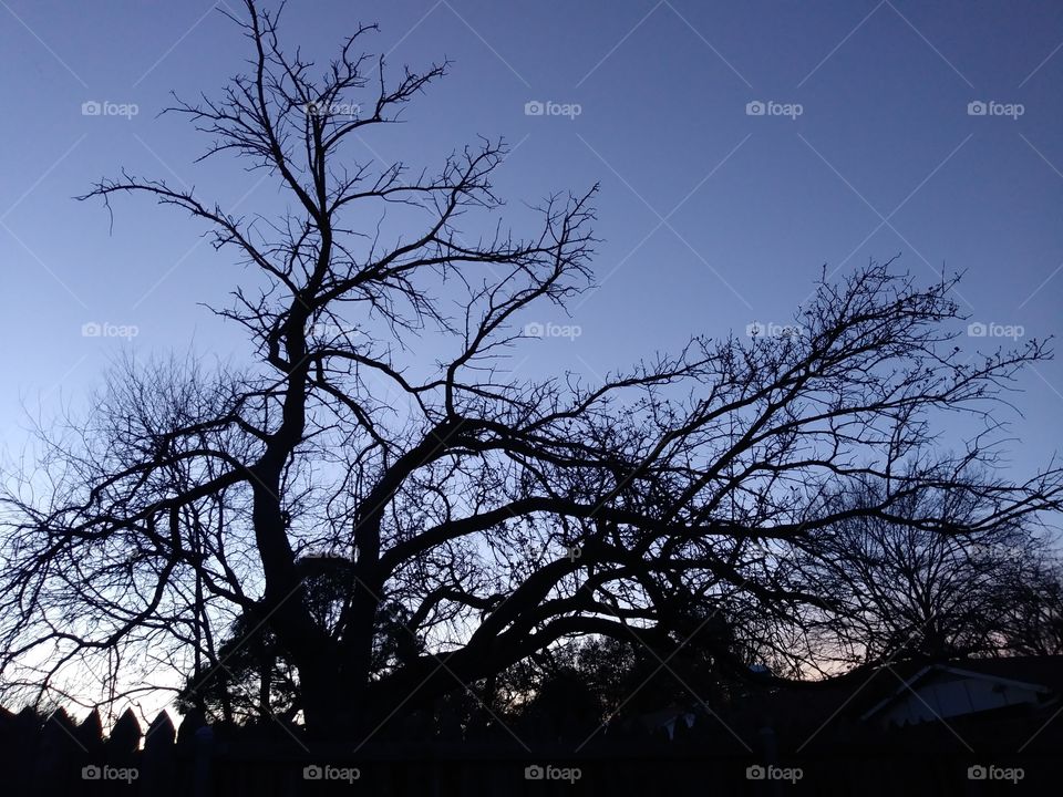 Nocturnal Branches