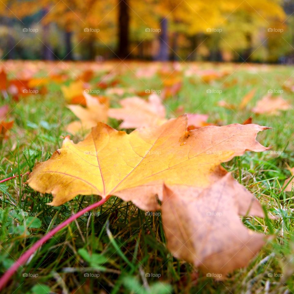 Maple leaves on grassy field
