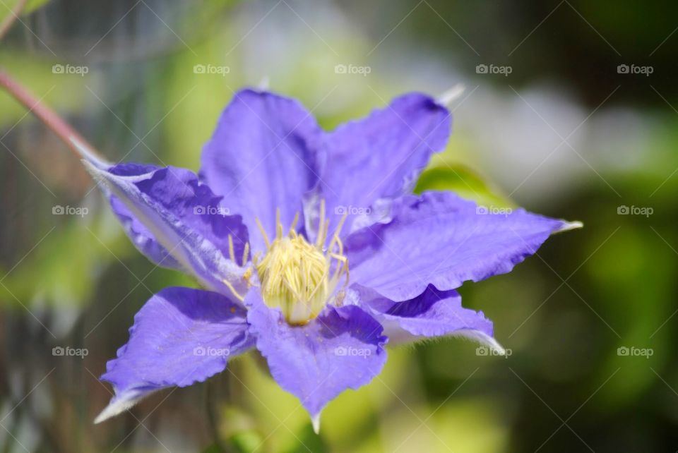 Lavender Petals with a Center of Yellow