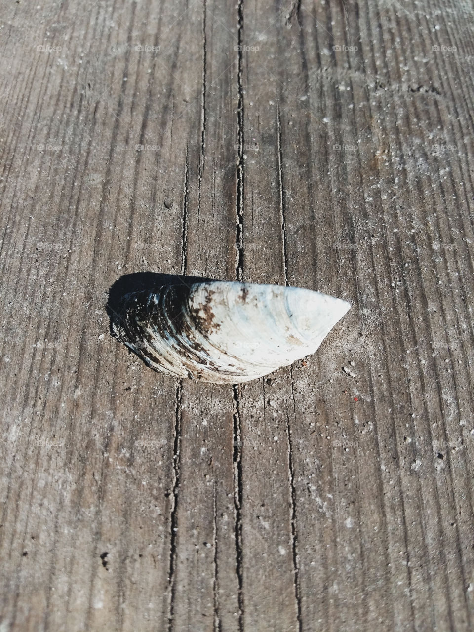 seashell in the sand on a wooden board