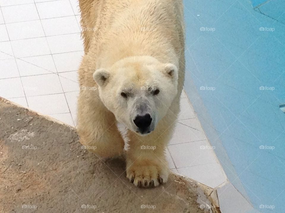 france bear zoo de la palmyre by kika