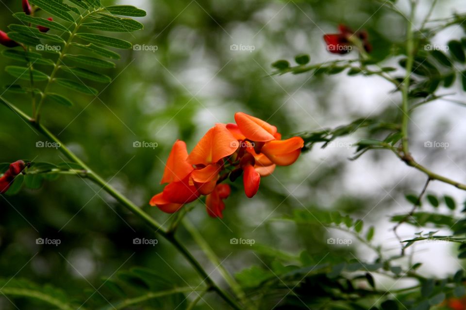 red flowers.