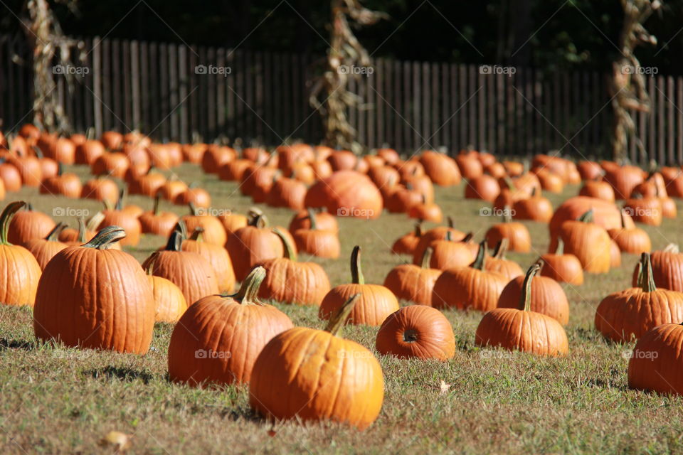 Pumpkins