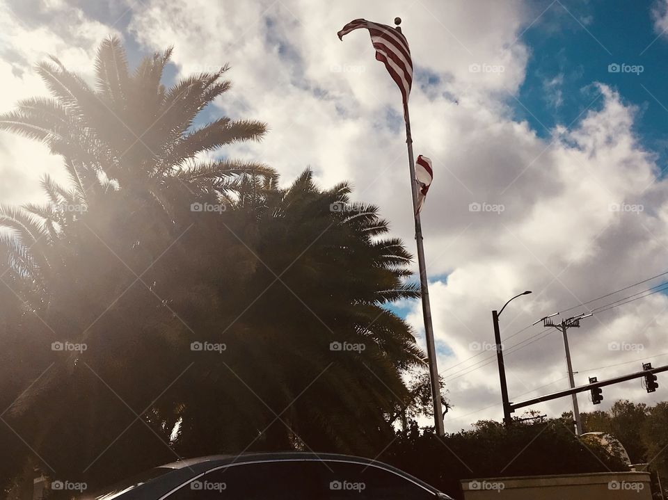 American Flag and Palm Trees 