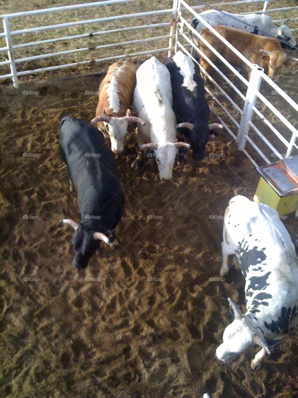 bulls rodeo wyoming cody by snook911