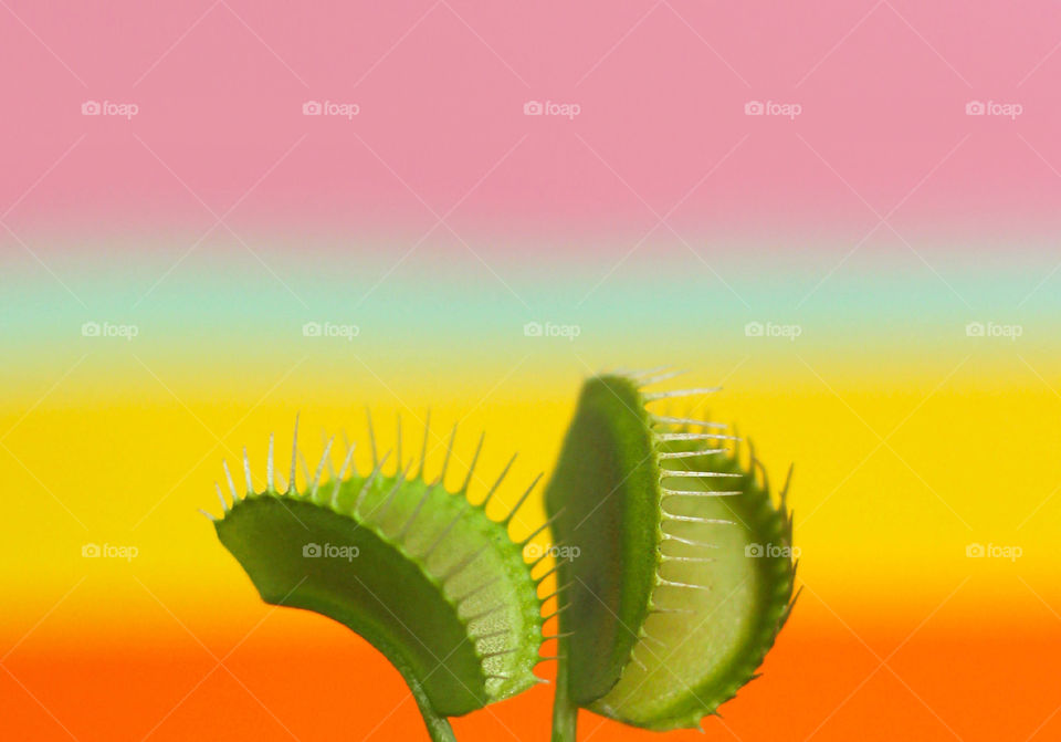 Venus fly trap on colorful background