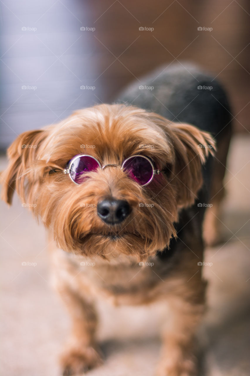 Yorkie Dog Wearing John Lennon Style Glasses 2