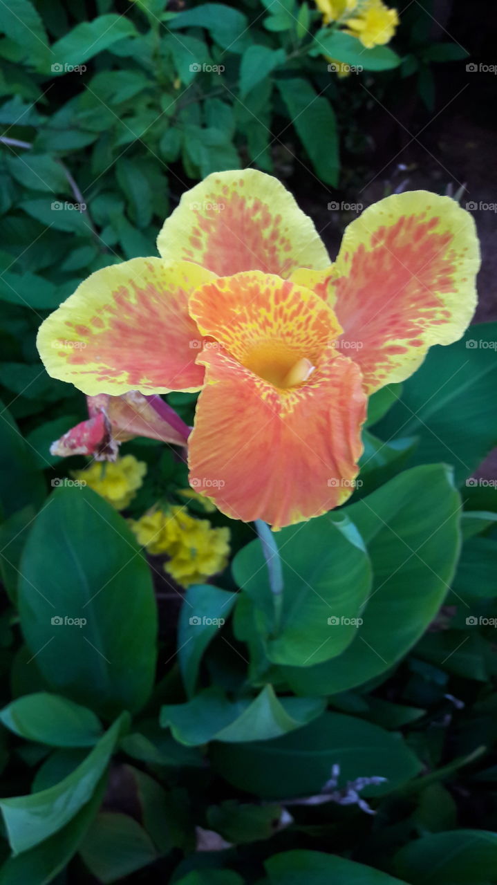 yellow and orange flower