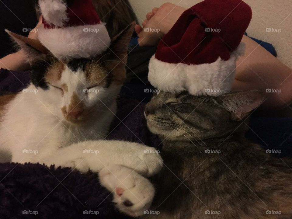 Cats with hats