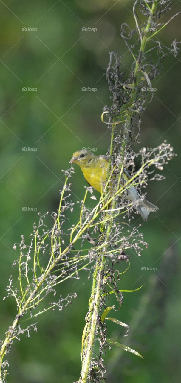 Goldfinch Eating Seeds