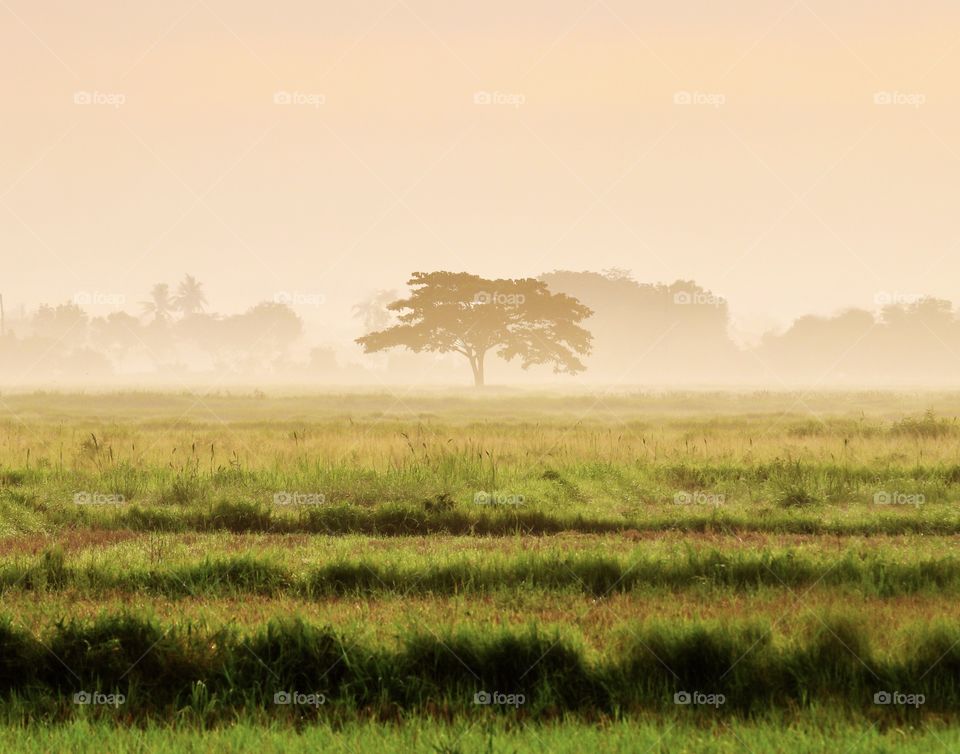 An Alone Tree from a Far almost Covered with Fogs and Mist during a Moody sunrise.