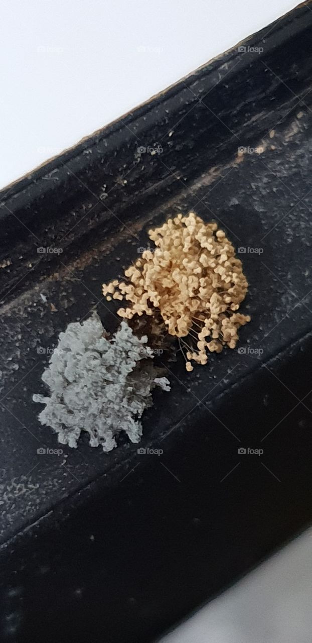 domestic different colors fungus