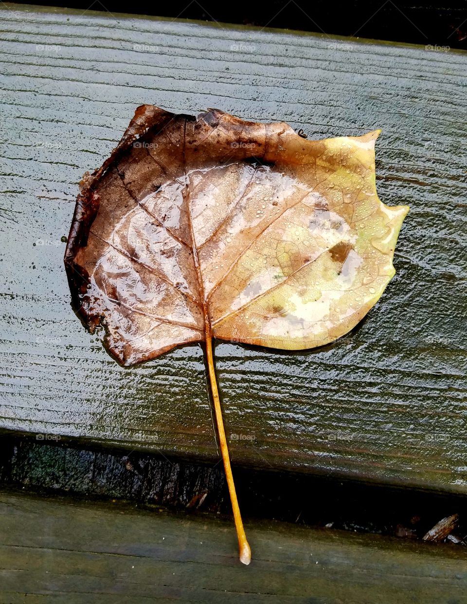 fallen wet leaf plastered on deck.