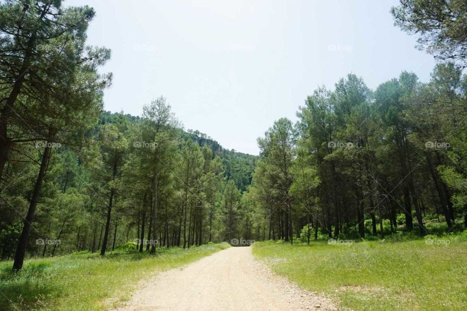 Forest#nature#trees#greengrass#way#sky