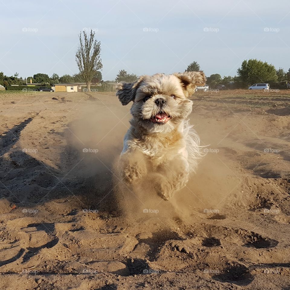 a handsome young dog runs playfully in the sand towards the viewer.