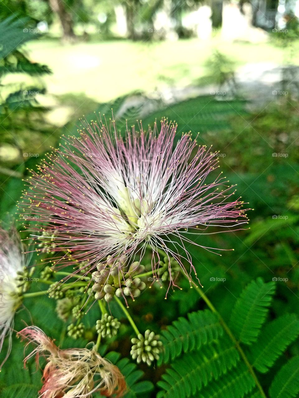 pink mimosa bloom