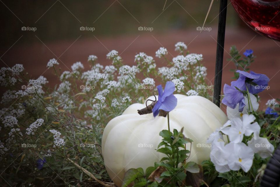 White pumpkin