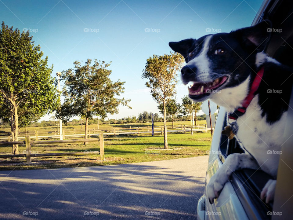 View of a dog in car