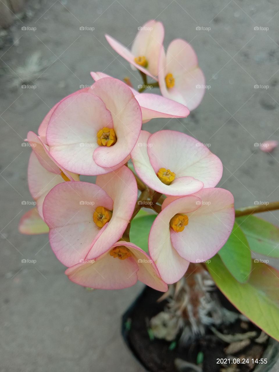 Christ Thorn in bloom