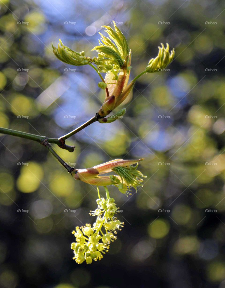 Maple tree blossom