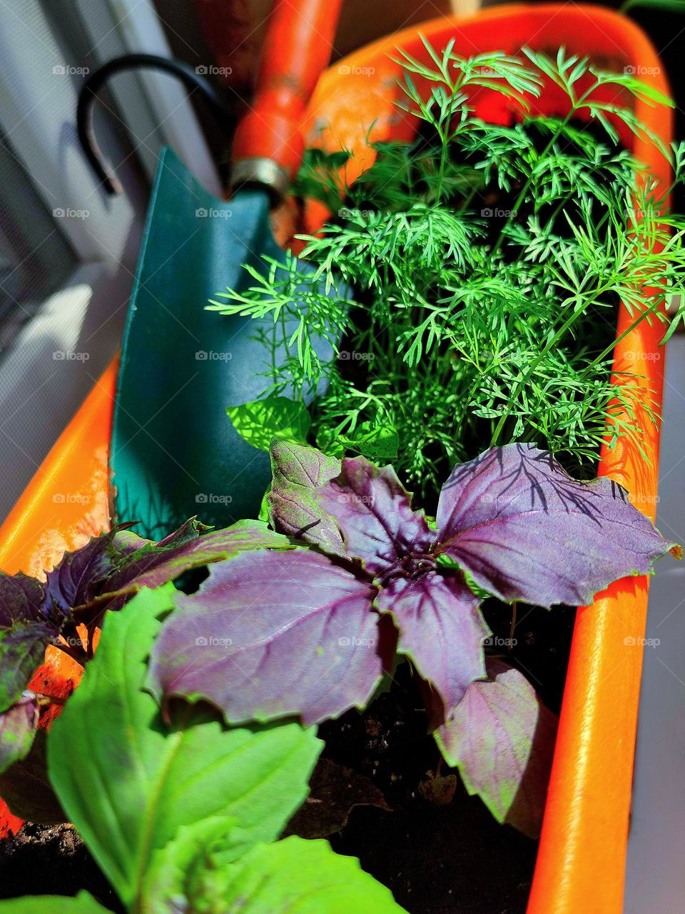 Greenery on the windowsill. Violet and green basil and green dill grow in the container. In the background of greenery is a shoulder blade.