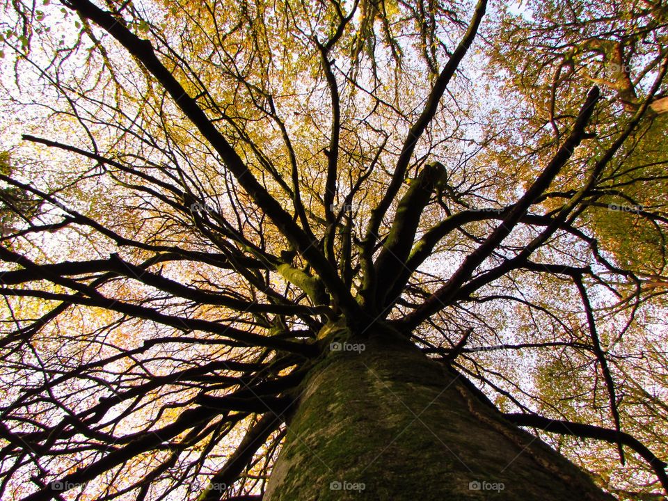 Fall, Tree, Wood, Leaf, Branch