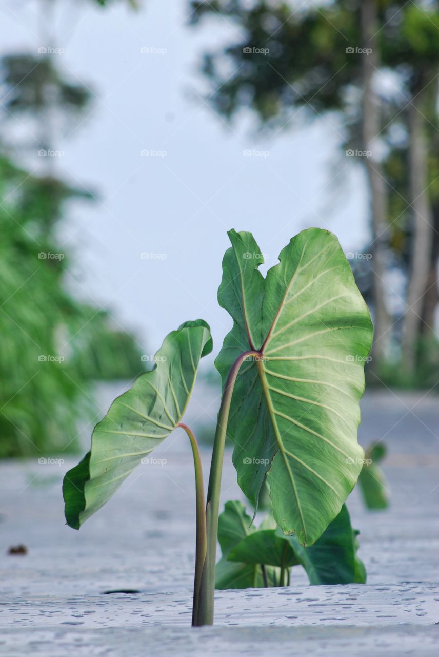 wild plants on the farm