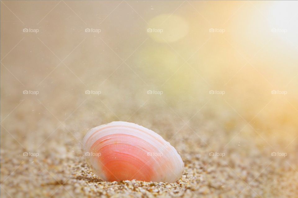 A small, pink seashell sitting on a soft, sandy beach with golden sunlight behind.