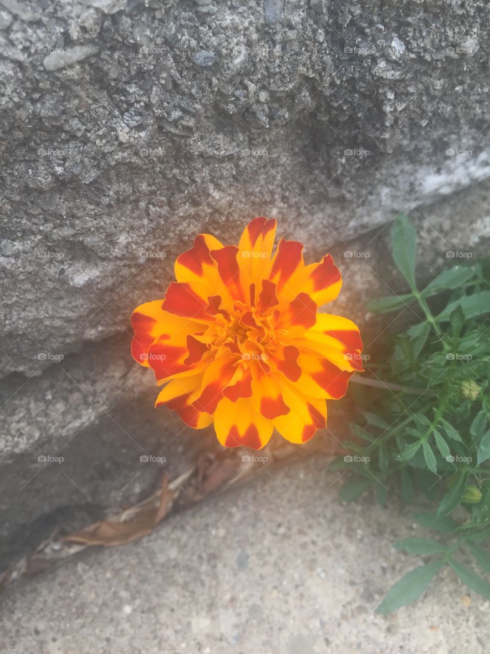 Little summer flower