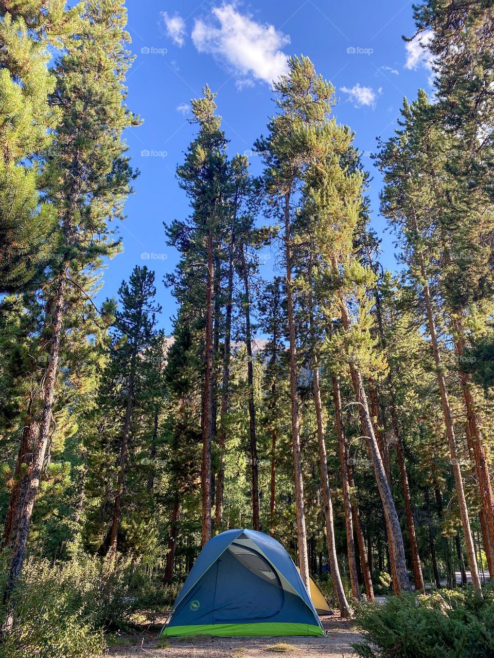 Campsite photo with blue skies and the aspen trees in Colorado. Beautiful fall day in the mountains. 
