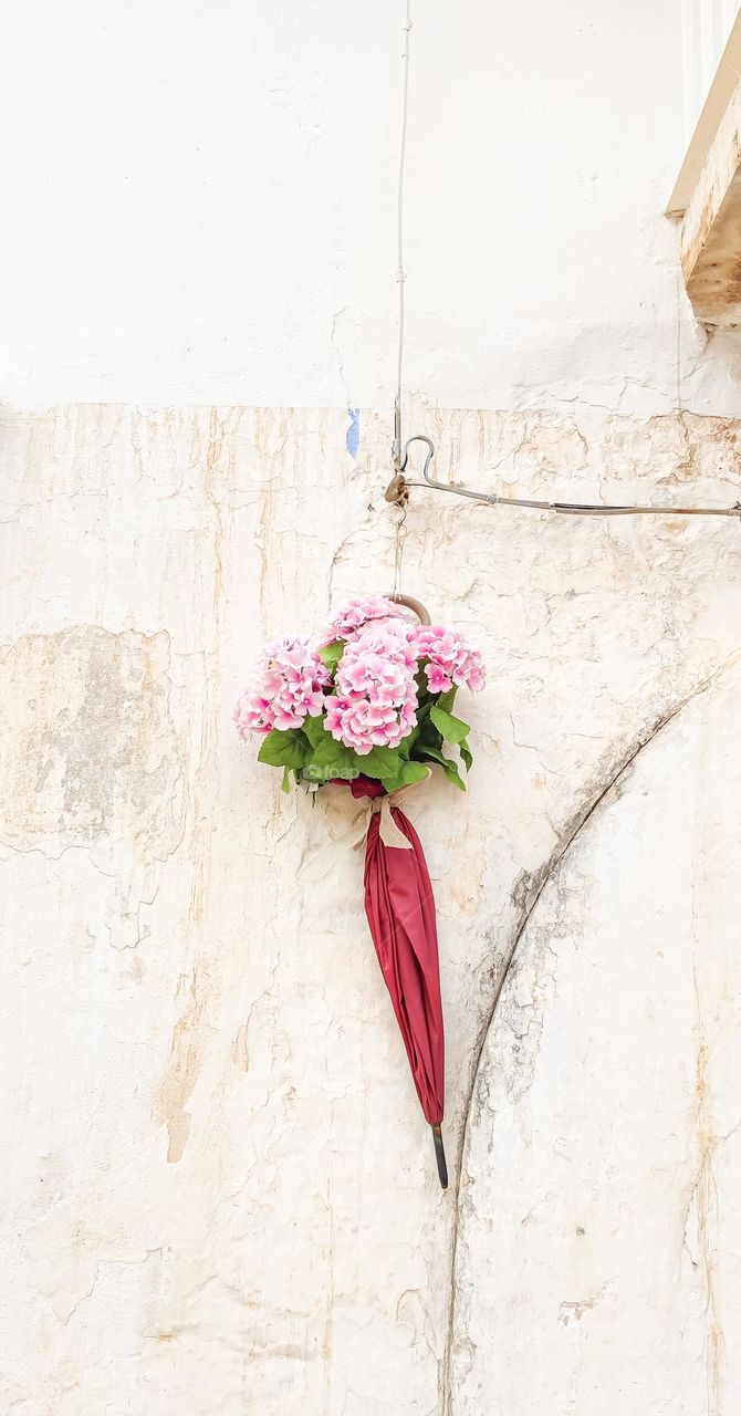 Beautiful view of pink hydrangea flowers in an umbrella hanging on a white wall of a house on a summer day in the city of Ostuni, Italy, close-up side view. Urban creative plants concept.