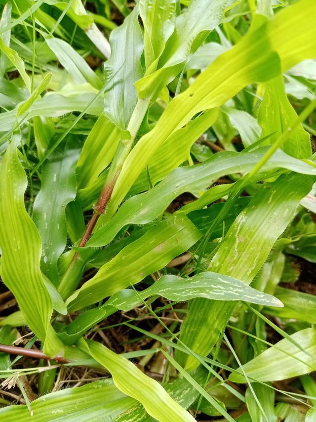 Art of grass