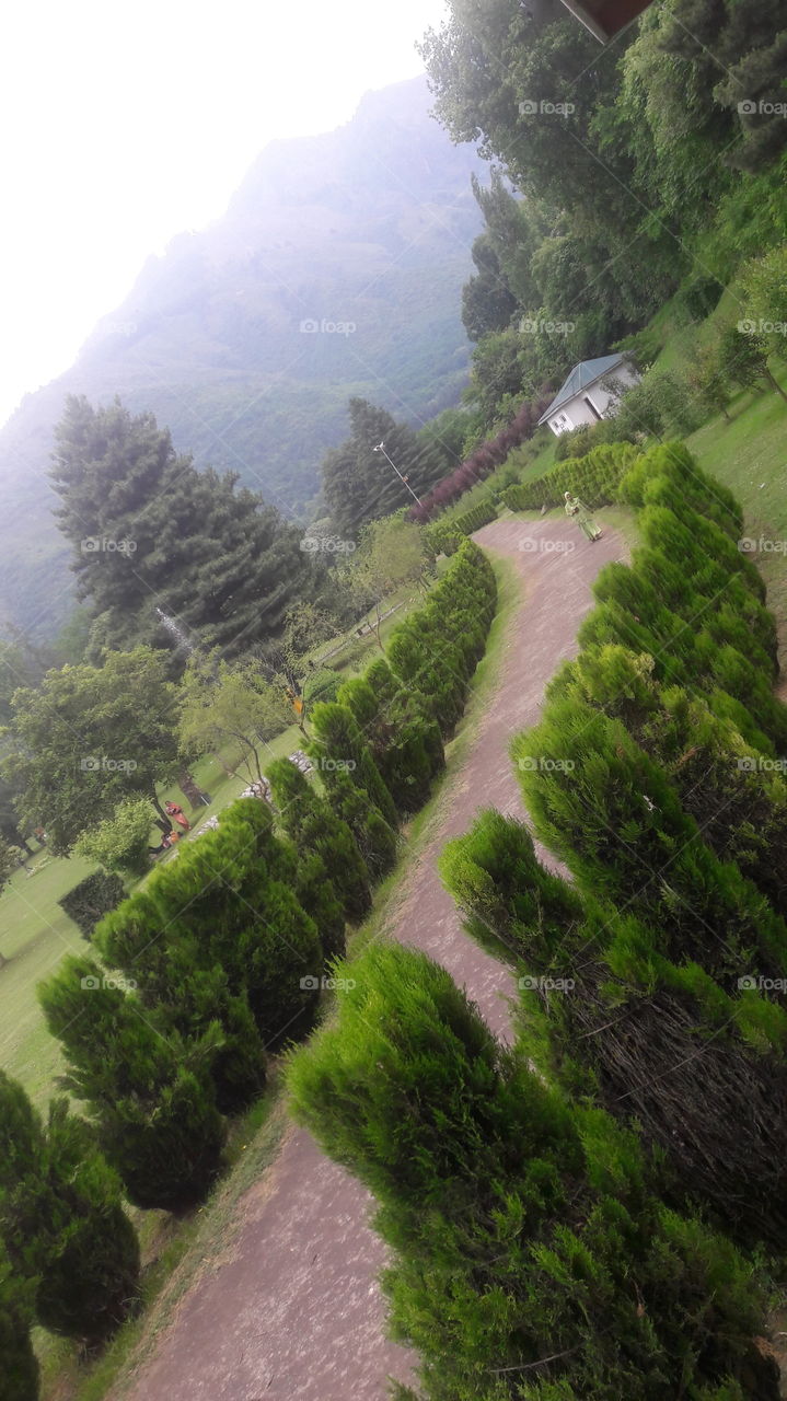 Snap from Kashmir Valley's Mughal Garden ; Botinical Garden situated at banks of World Famous Water body called "Dal Lake".
Visitors /tourists( International, national & local) throng this Mughal Grden to see Natures beauty at its best....