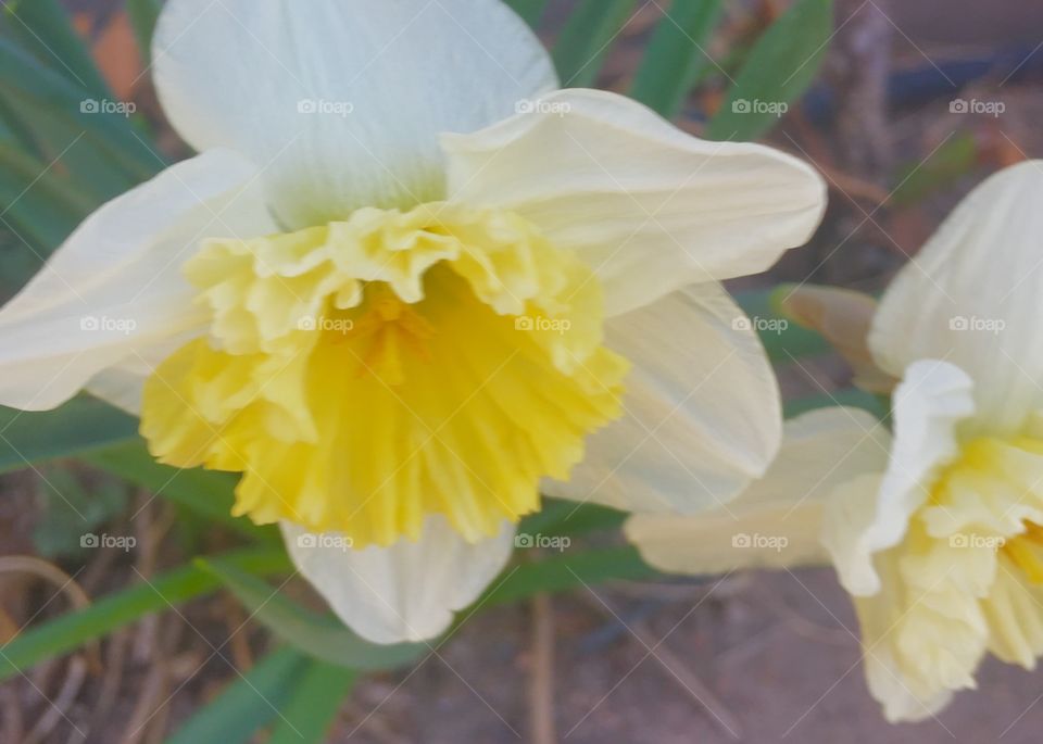 Yellow and white blooming daffodils 