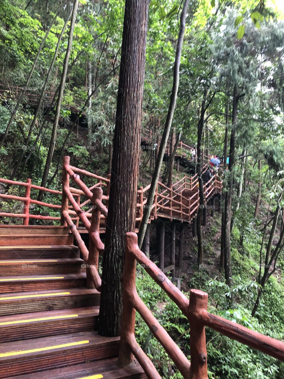 Walkway in jungle 