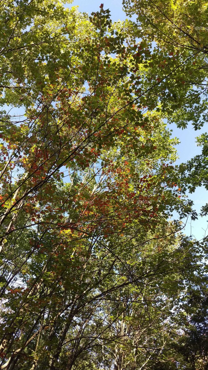 Early Fall forest canopy with rust and yellow colors beginning to emerge.