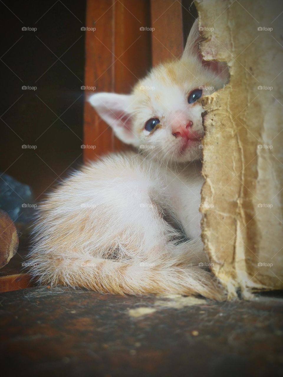 kitten