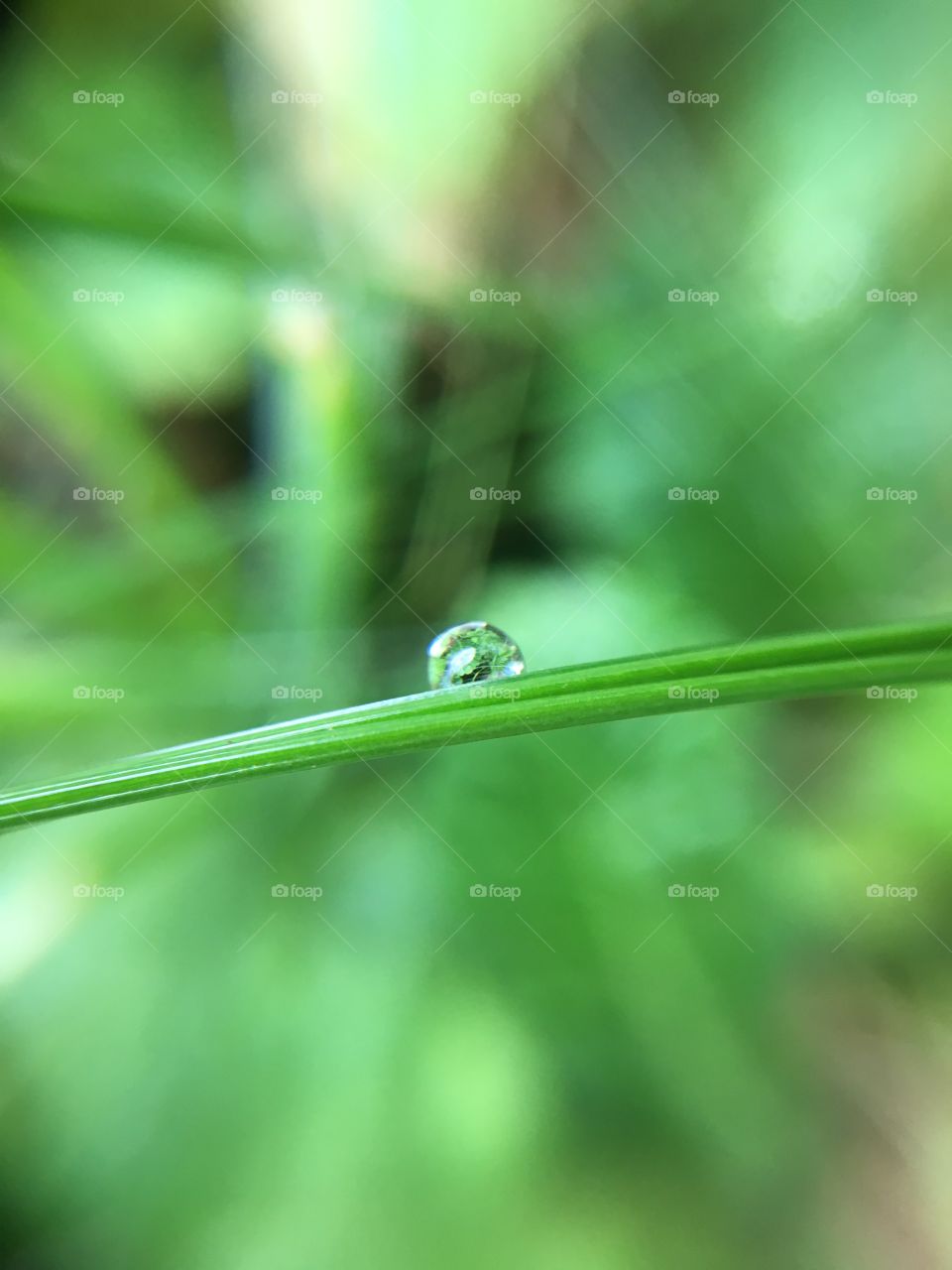 Dew drop
