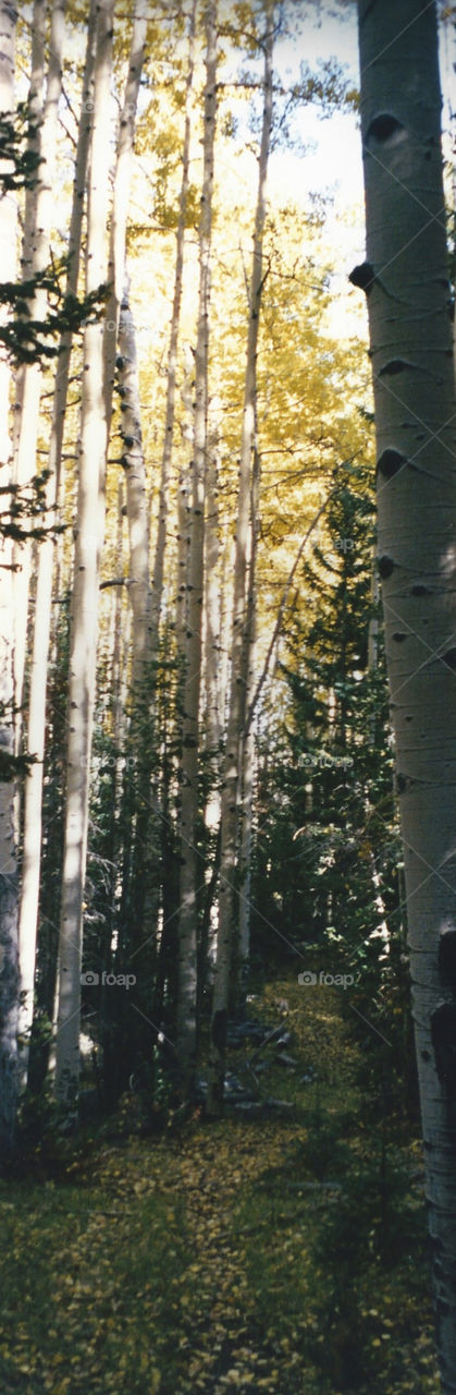 View of tree on trail in Utah forest. 