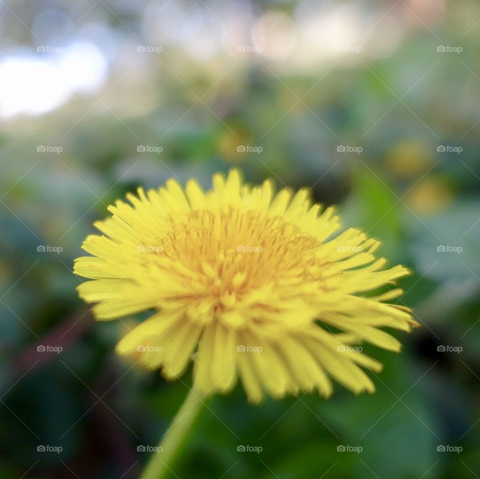 Dandelion closeup image