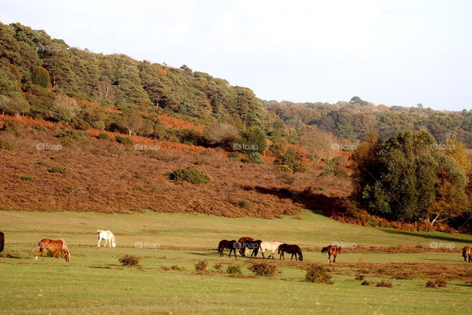 Wild ponies grazing in autumn 