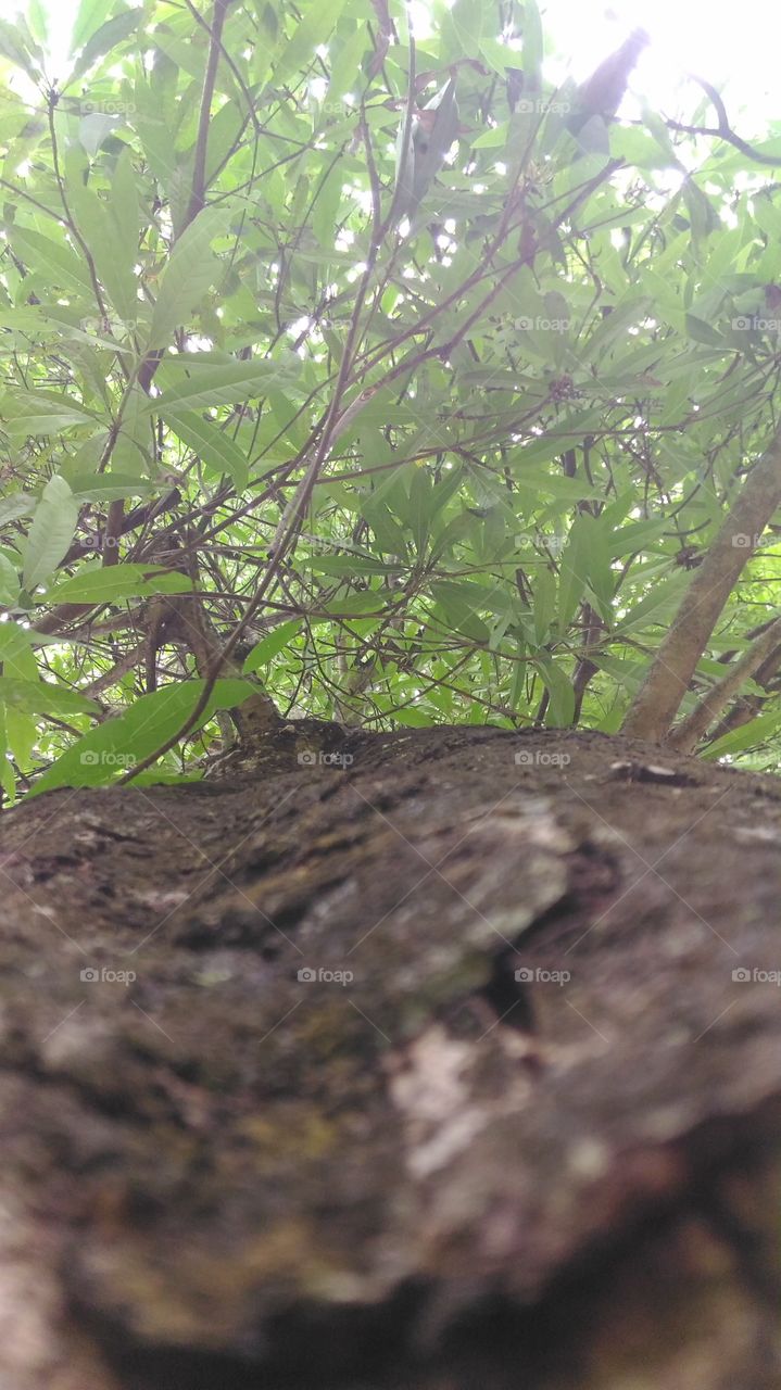 A  photo  of  a  big  tree,From  botom  to  top  view