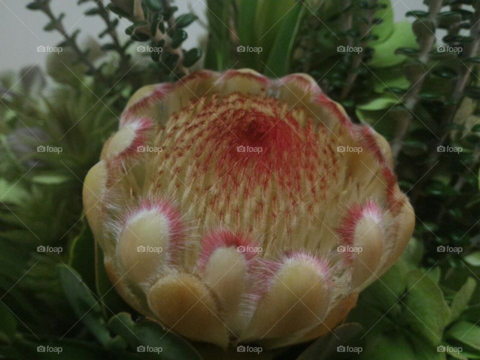 "She never asked for flowers... but she cried when she got them."